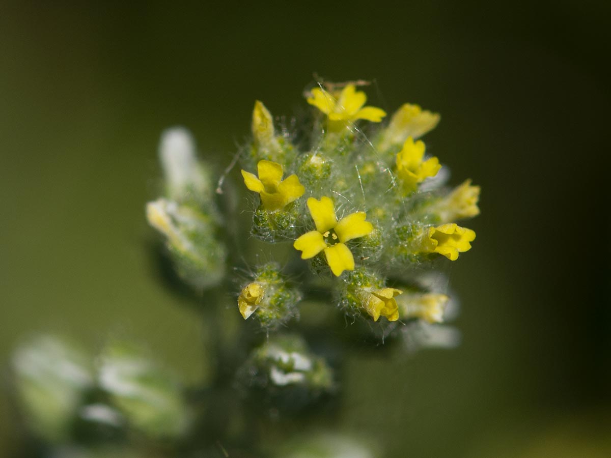 Blüten